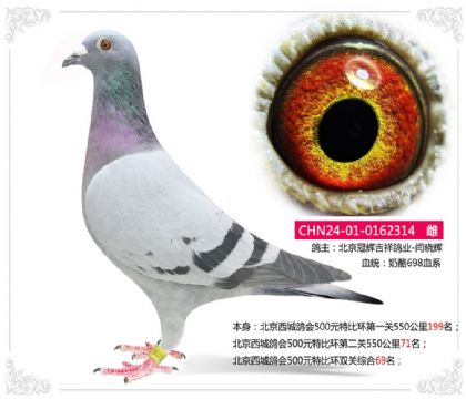 北京西城鸽会500元特比环双关综合69名 雌