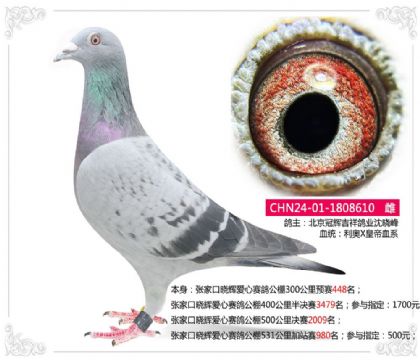 张家口晓辉爱心赛鸽公棚531公里加站赛980名 雌