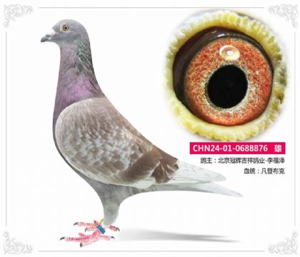 北京冠辉吉祥鸽业---范登布克876 雄