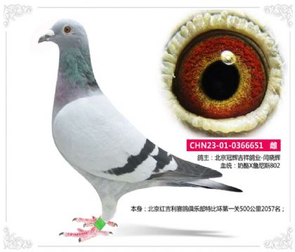北京冠辉吉祥鸽业---奶酪X802家族651 雌