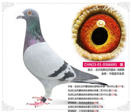 北京红吉利赛鸽俱乐部三关综合30名 雄