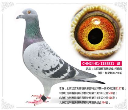 北京红吉利赛鸽俱乐部特比环三关综合394名 雌