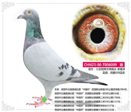 保定环众赛鸽俱乐部“中国杯”三关综合1322名 雄