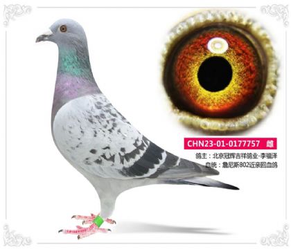 北京冠辉吉祥鸽业-詹尼斯802家族757 雌