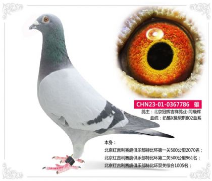 北京红吉利赛鸽俱乐部特比环双关综合1005名 雄