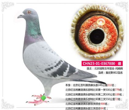 北京红吉利赛鸽俱乐部三关综合94名 雌