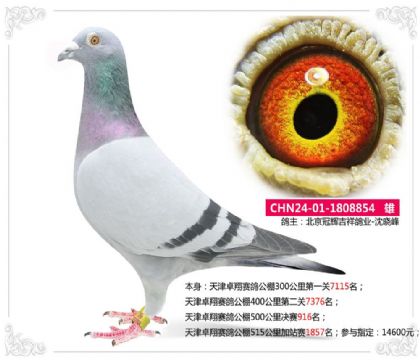 天津卓翔赛鸽公棚500公里决赛916名 雄