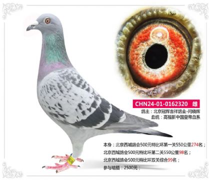 北京西城鸽会500元特比环双关综合99名 雌