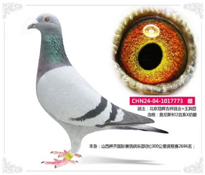 山西神齐国际赛鸽俱乐部(秋)特比环7773 雌