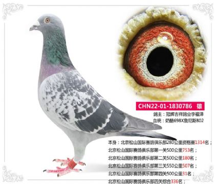 北京松山国际赛鸽俱乐部第四关500公里31名 雄