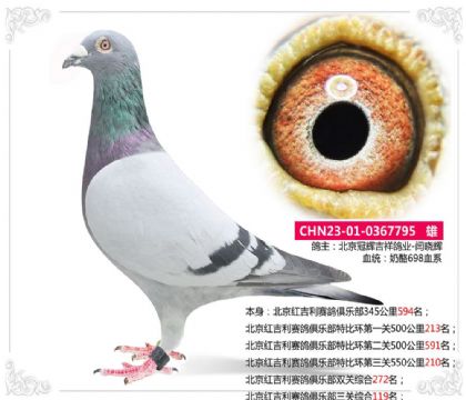 北京红吉利赛鸽俱乐部三关综合119名 雄