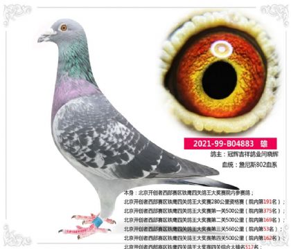 北京开创者西部赛区铁鹰第三关560公里院内第53名