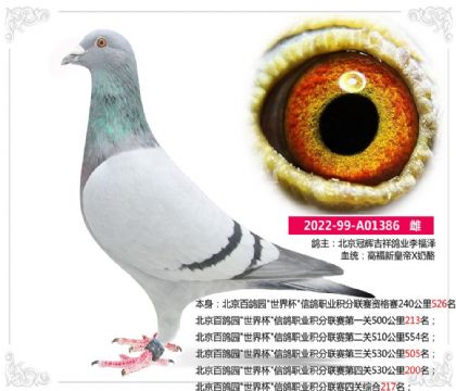 北京百鸽园”世界杯”信鸽职业积分联赛四关综合217名
