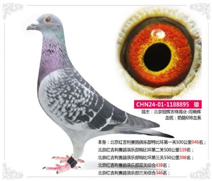 北京红吉利赛鸽俱乐部三关综合346名 雄