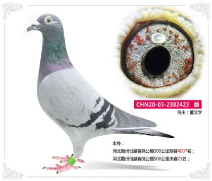河北霸州恒越赛鸽公棚500公里决赛21名 雌