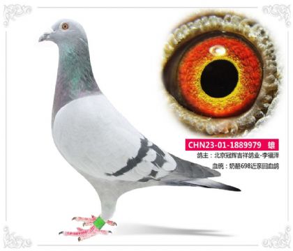 北京冠辉吉祥鸽业-----奶酪698近血鸽979 雄