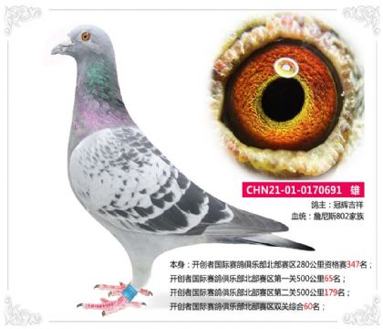 开创者国际赛鸽俱乐部北部赛区双关综合60名 雄