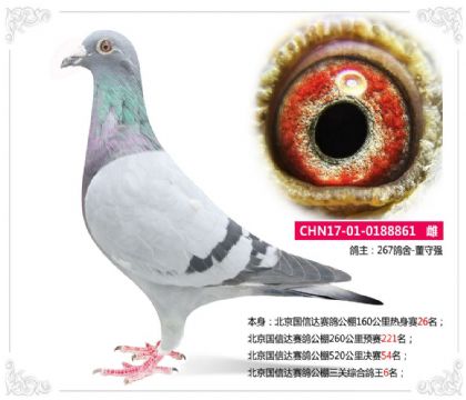 北京国信达赛鸽公棚三关综合鸽王6名 雌