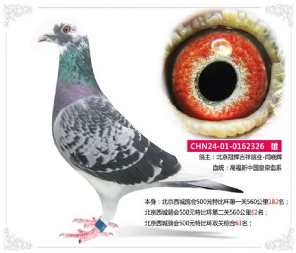北京西城鸽会500元特比环双关综合61名 雄
