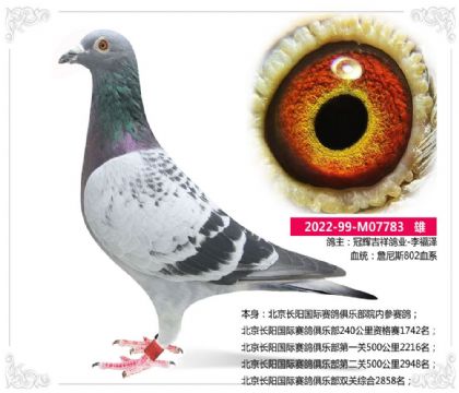 北京长阳国际赛鸽俱乐部双关综合2858名 雄