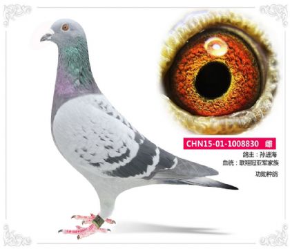 孙进海--联翔冠亚军家族-功勋种雌830 雌