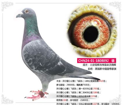 开尔爱心公棚(飞跃队)505公里决赛1570名 雄