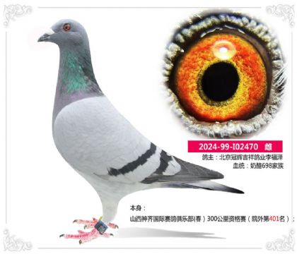 山西神齐国际赛鸽俱乐部(春)300公里资格赛院外第401名