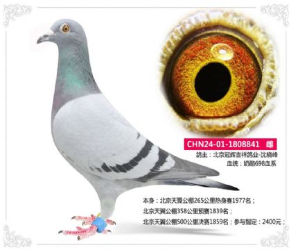 北京天翼公棚500公里决赛1859名 雌