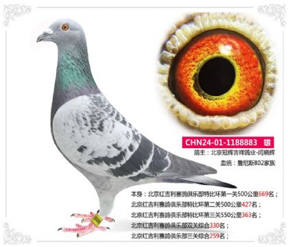 北京红吉利赛鸽俱乐部三关综合259名 雄