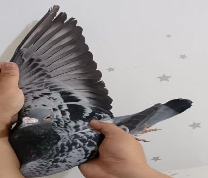 22