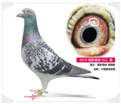 福新鸽舍-高福新---中国皇帝家族2019-福新鸽舍-012