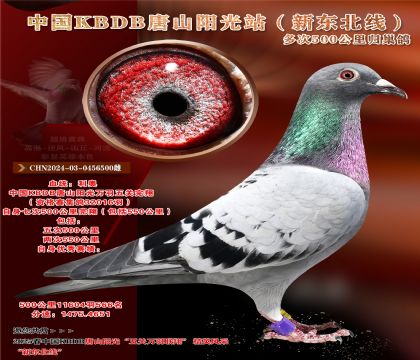 йKBDB裨¶ߣλ
