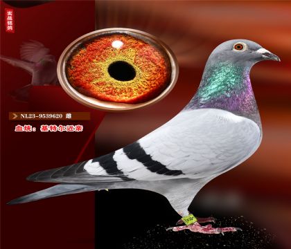 ǲˡضѪ