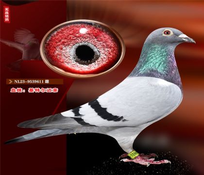 ǲˡضĸ