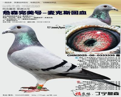 詹森完美号-麦克斯回血