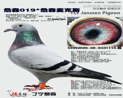 詹森019X詹森麦克斯