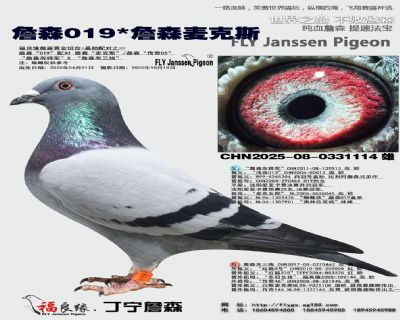 詹森019X詹森麦克斯