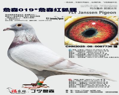 詹森019X詹森红狐狸