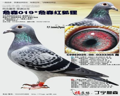 詹森019X詹森红狐狸