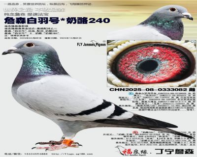 詹森白羽号X奶酪240