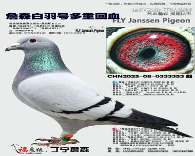詹森白羽号多重回血