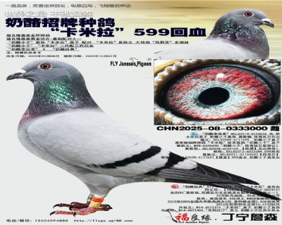 奶酪招牌种鸽“卡米拉”599回血