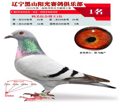 四关综合鸽王冠军.第四关季军