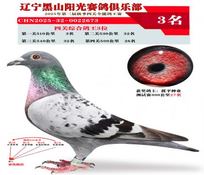 四关综合鸽王季军.第一关季军
