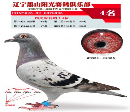 四关综合鸽王4位
