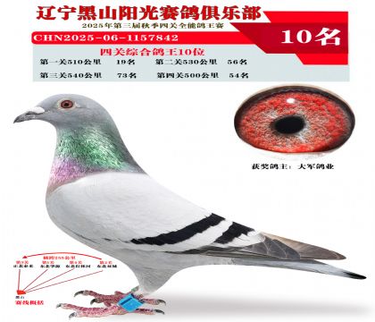 四关综合鸽王10位