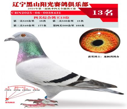 四关综合鸽王13位