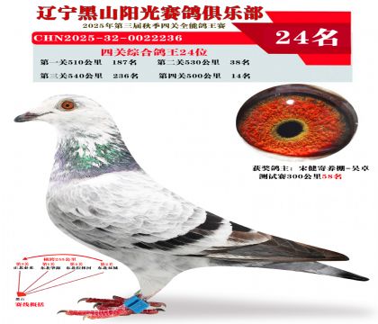 四关综合鸽王24位