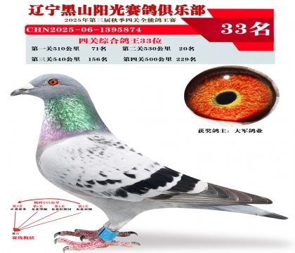 四关综合鸽王33位