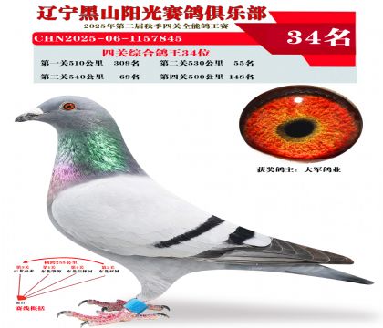四关综合鸽王34位